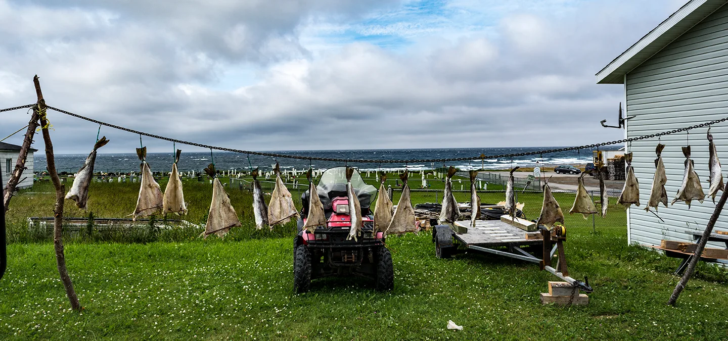 Newfoundlanddryingfish