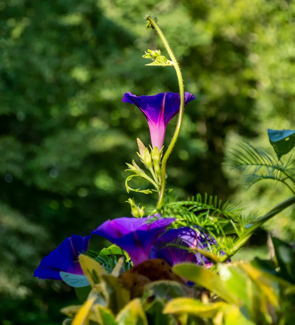 Morningglory 1