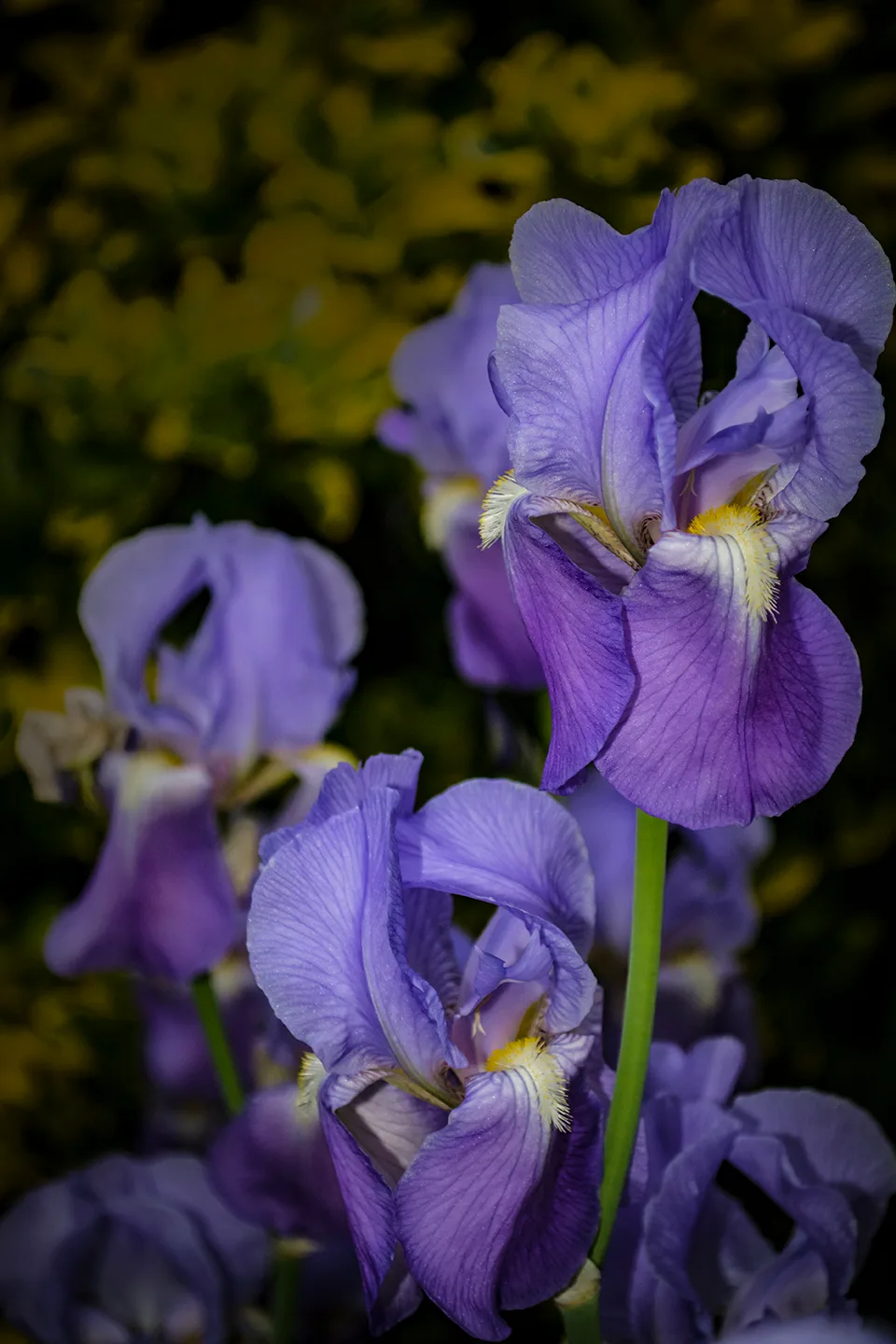 Iris 3 2018