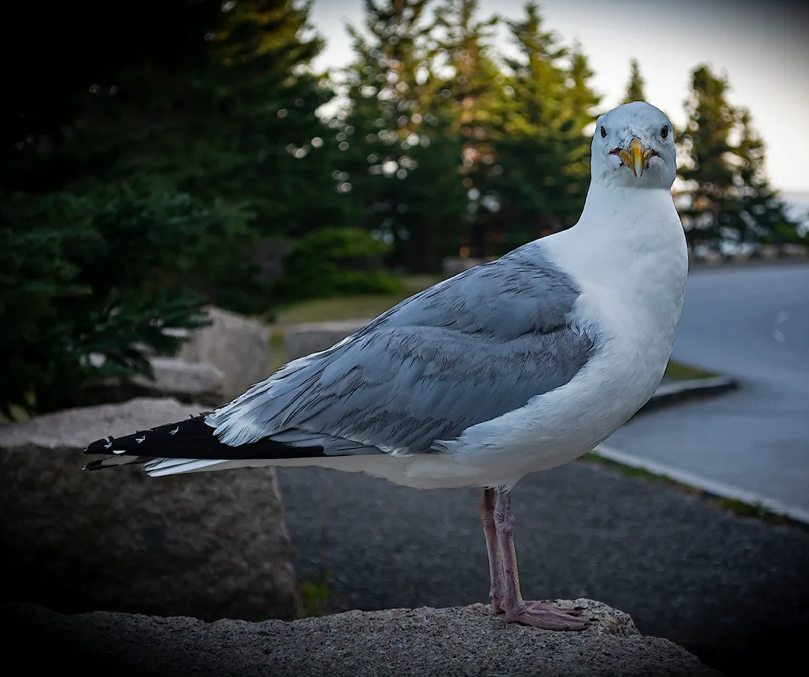 Seagull 1