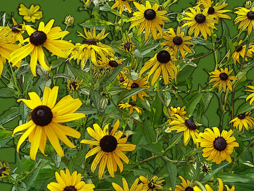 Flowers Blacked Eyed