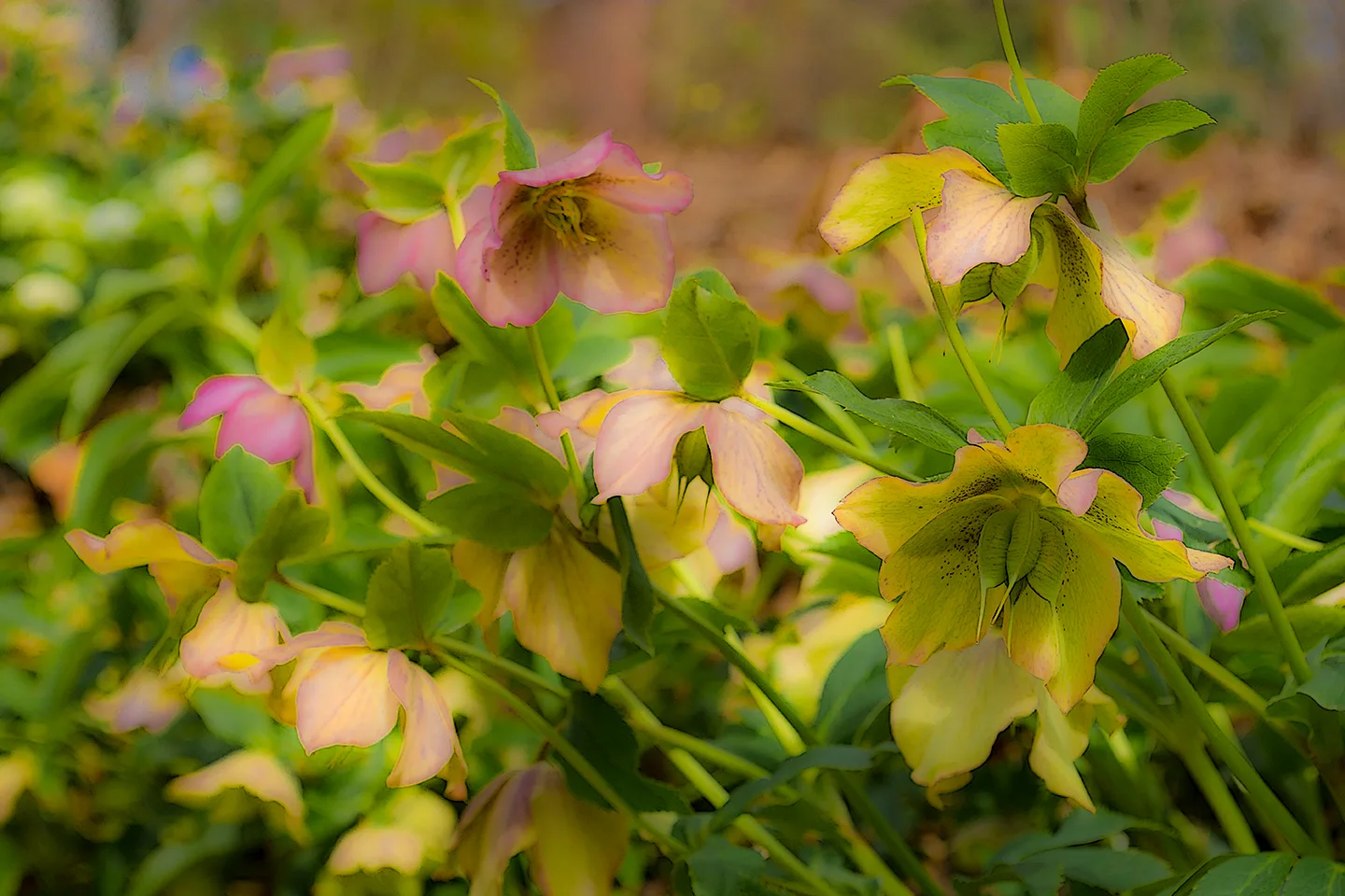 lentinRose 2