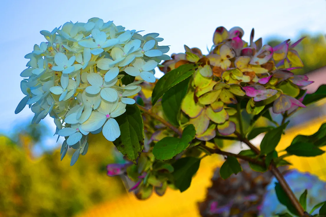 Hydrangea 2