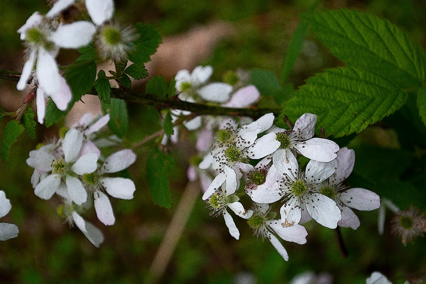 Blackberryblossom 2