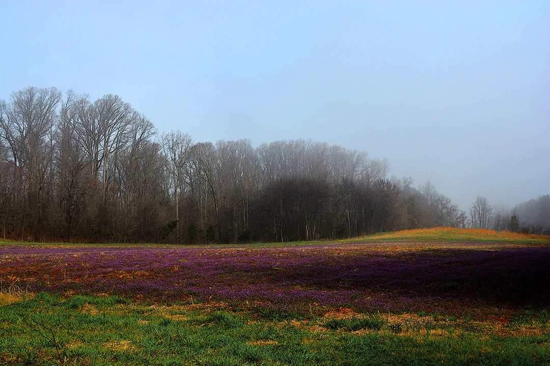 Purple Field 4
