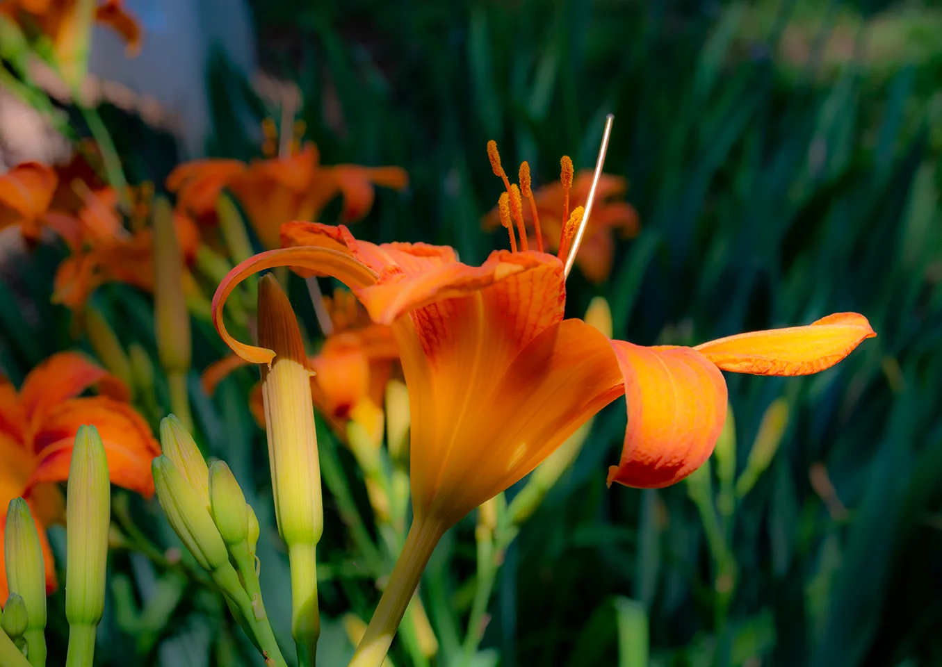 Orangedaylily 3