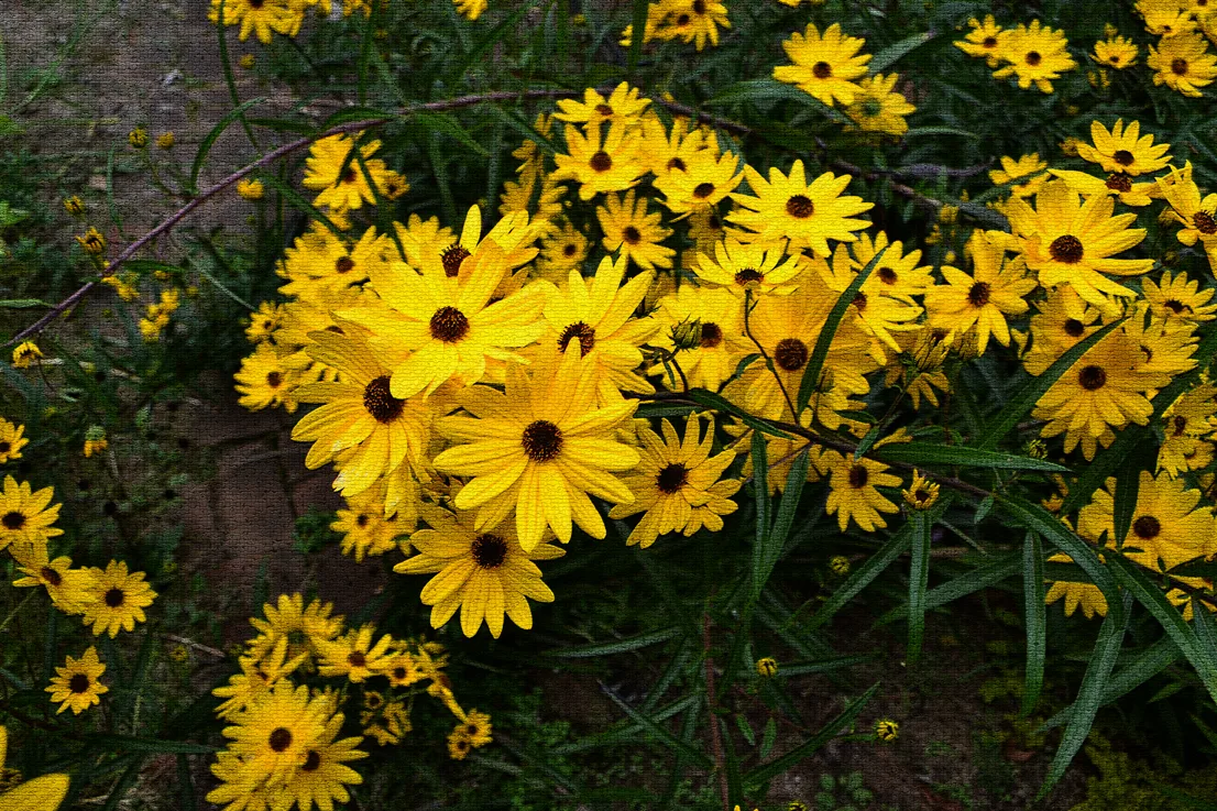 Yellow Flowers Crackal
