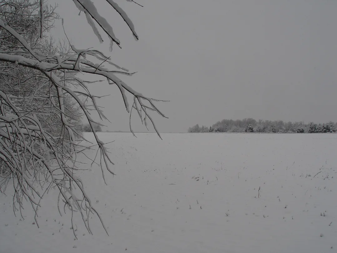 Snowy limb and field