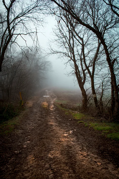 Fanniesloan 2015 Fog 4