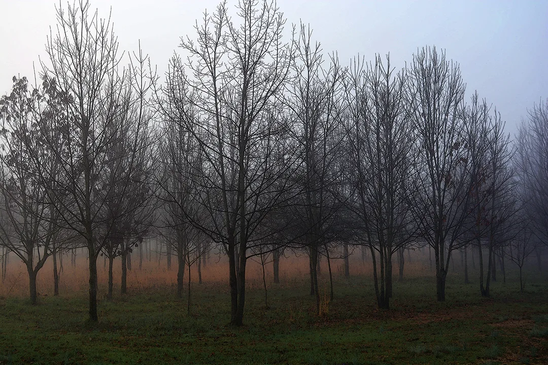 2015 Foggie Trees