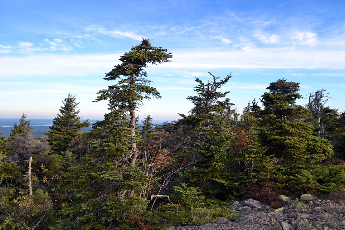 Acadia Trees Fall 1-6