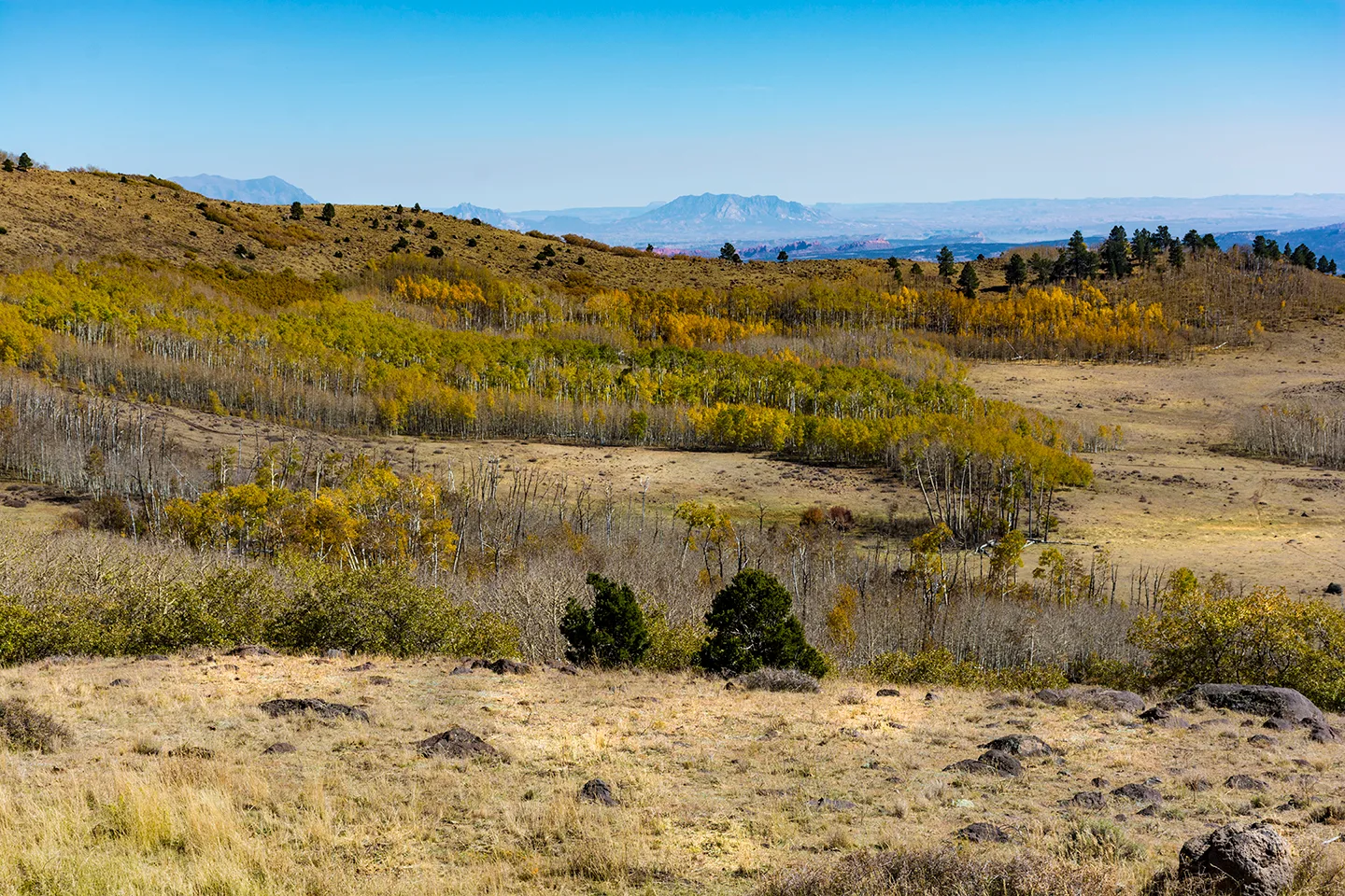 Dixienationalforest 4