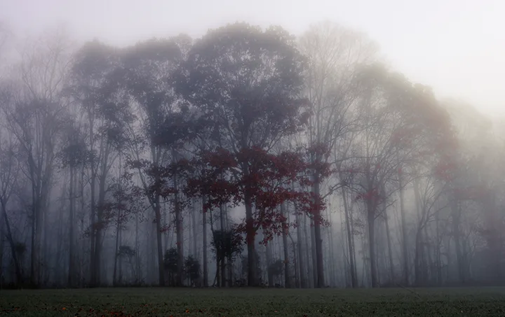 Fanniesloan 2015 Fog 12