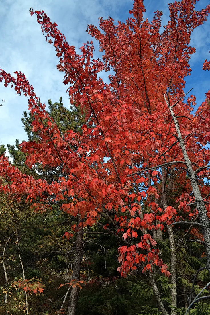 Acadia Trees Fall 1-16