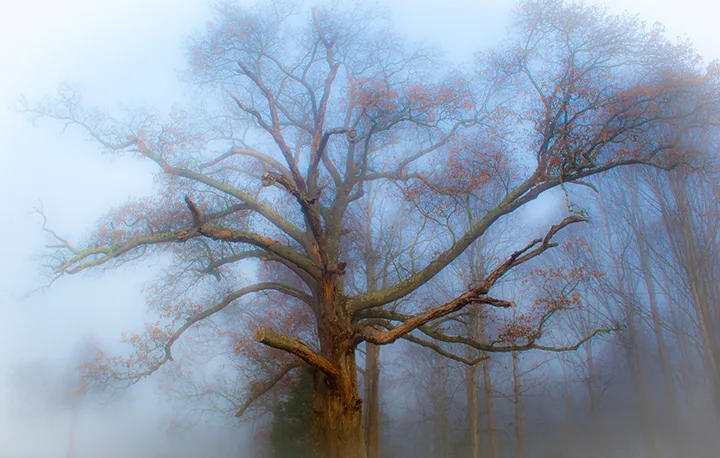 Fanniesloan 2015 Fog 7