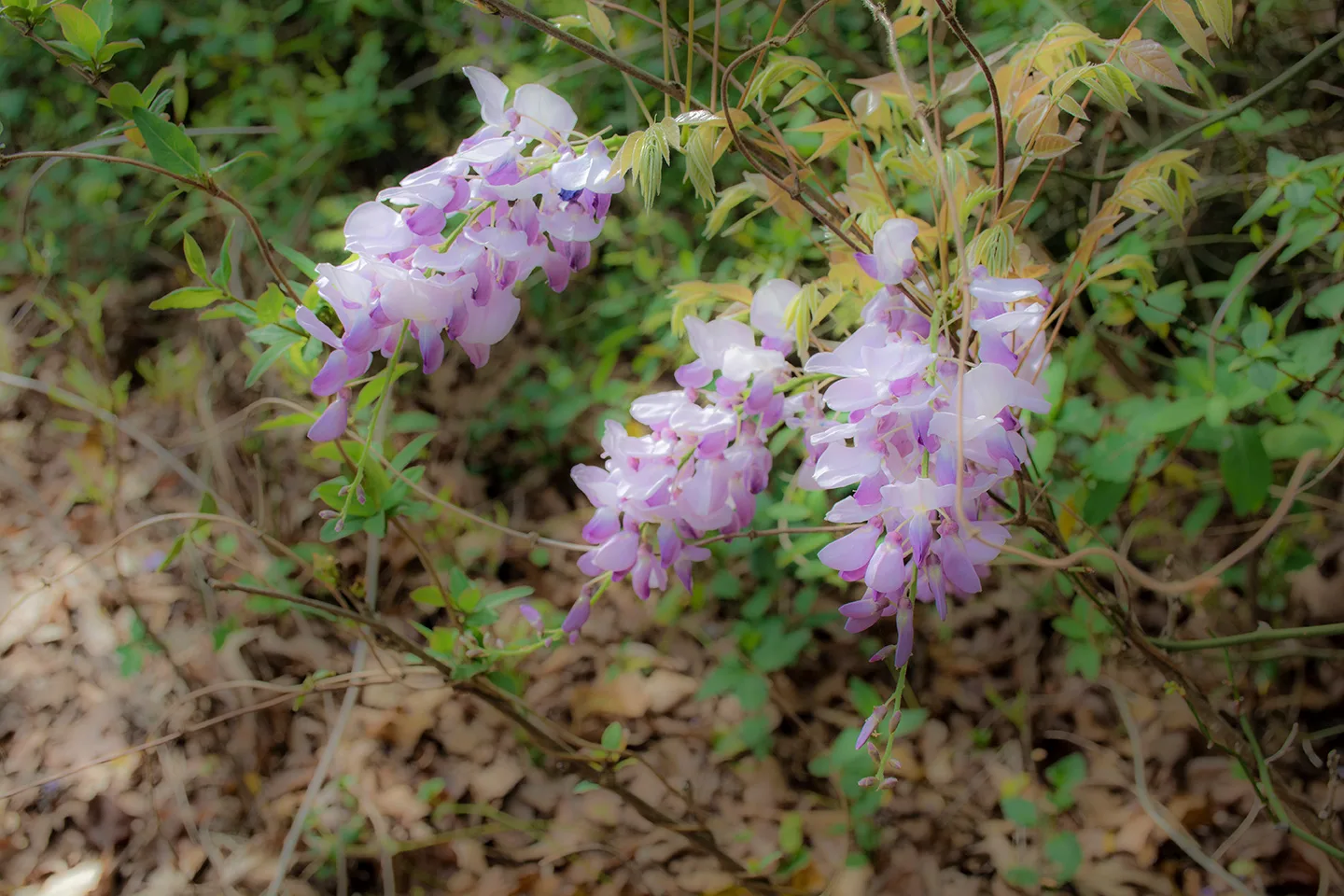 Wisteria 2
