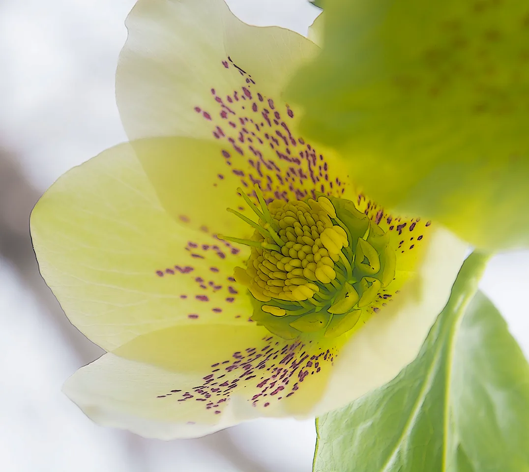 lentinRose 1