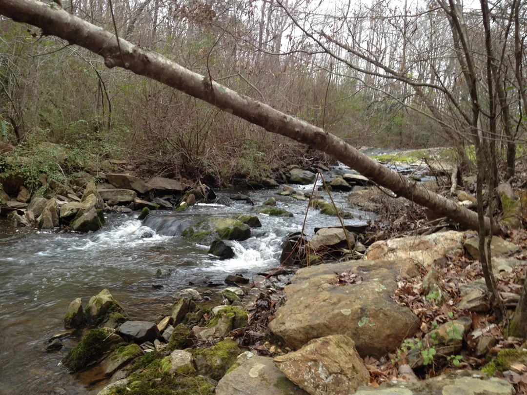 Uwharrie Stream 2