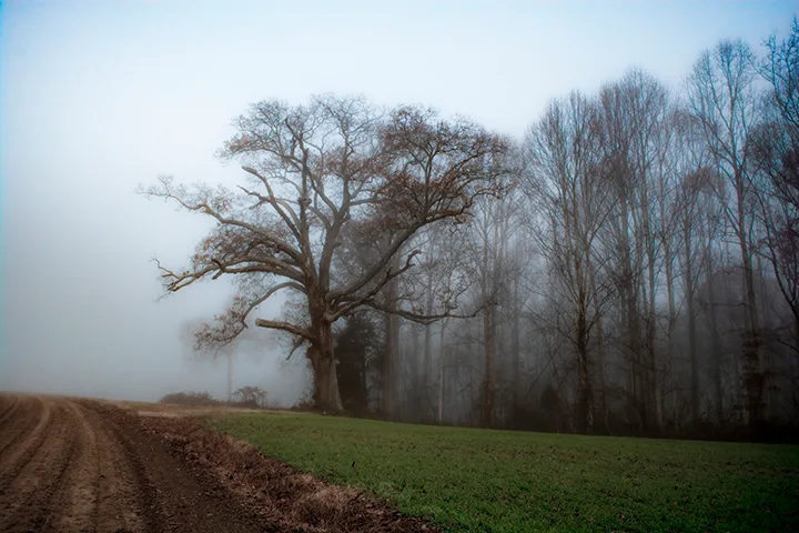 Fanniesloan 2015 Fog 9