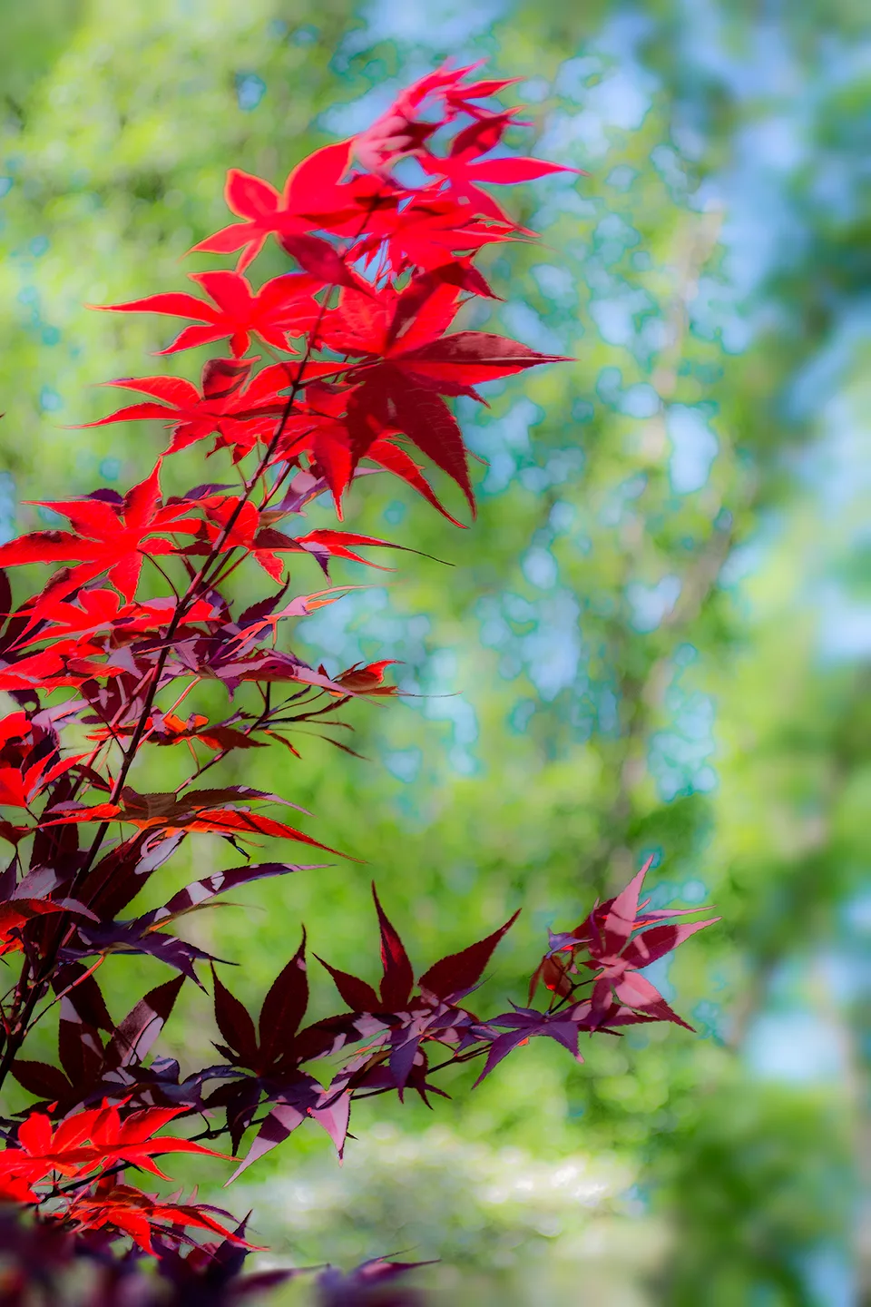 Japanesemaple 3