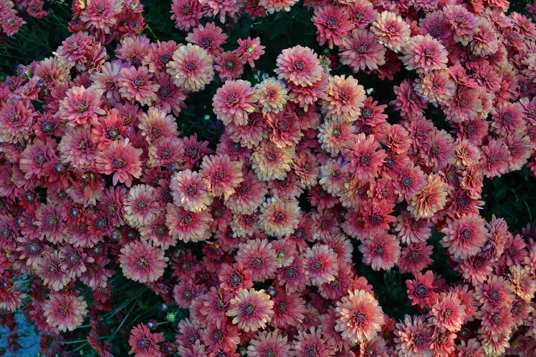 Chrysanthimums 3