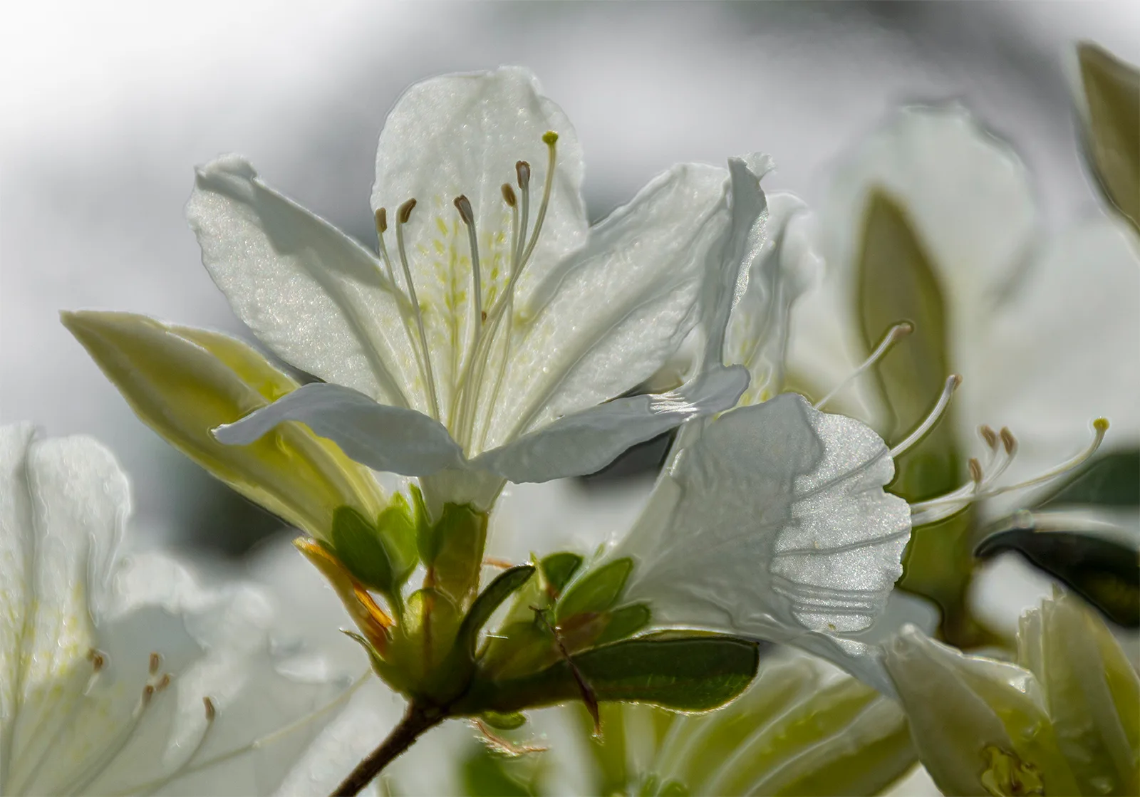 Whiteazalea 2