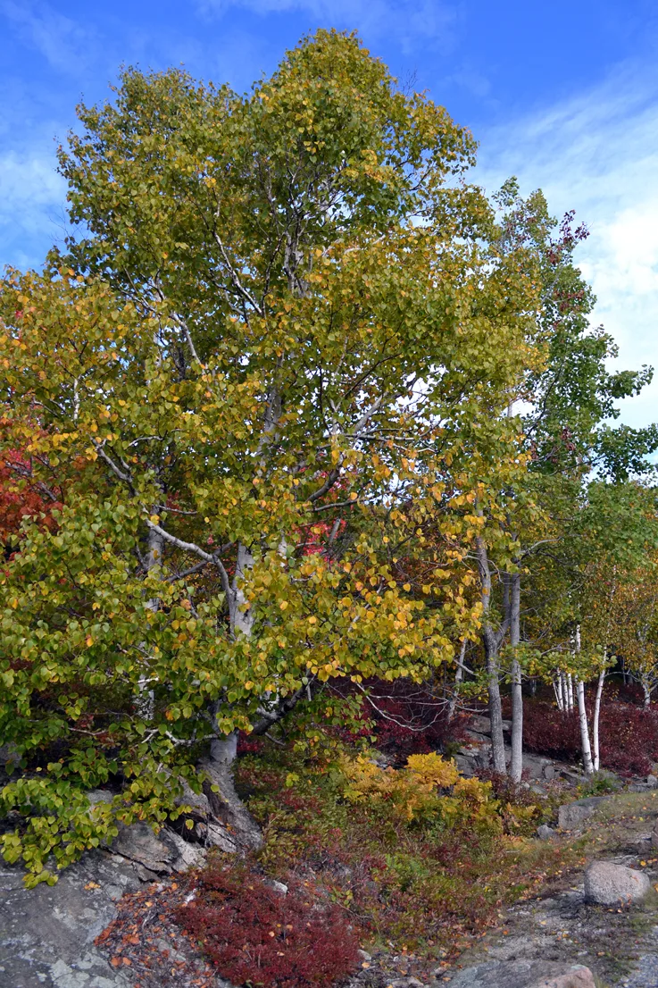Acadia Trees Fall 1-14