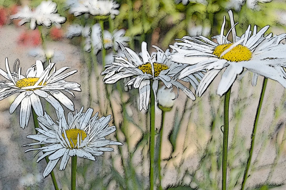 Daisies 3