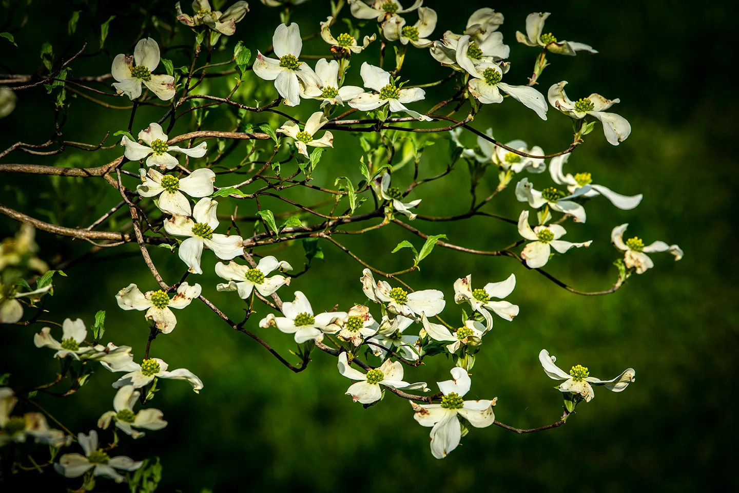 Dogwood 3