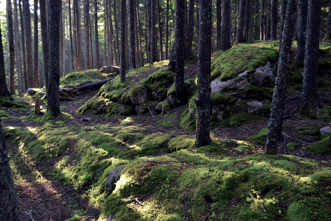 Acadia Forest 1