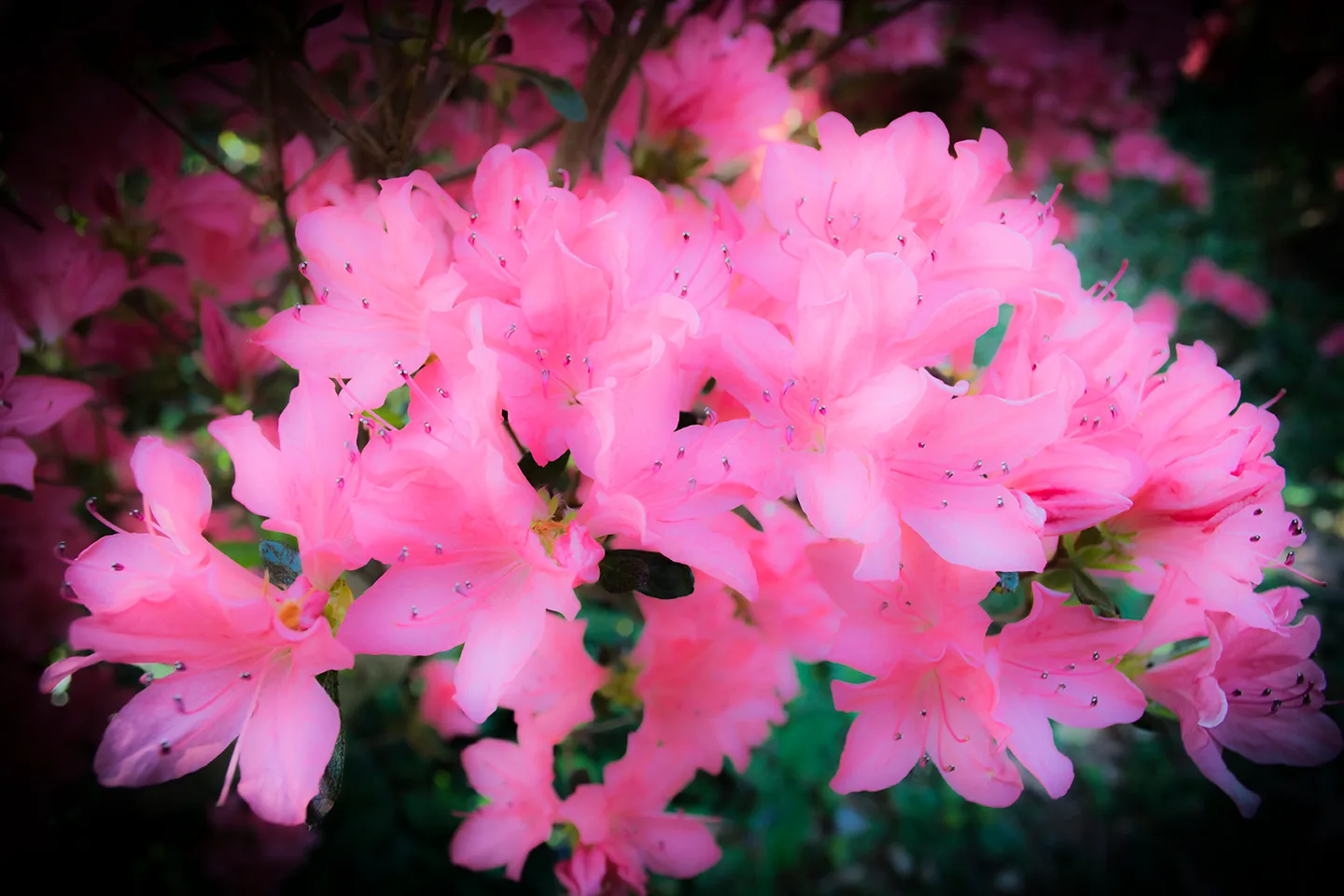 Azaleas 8