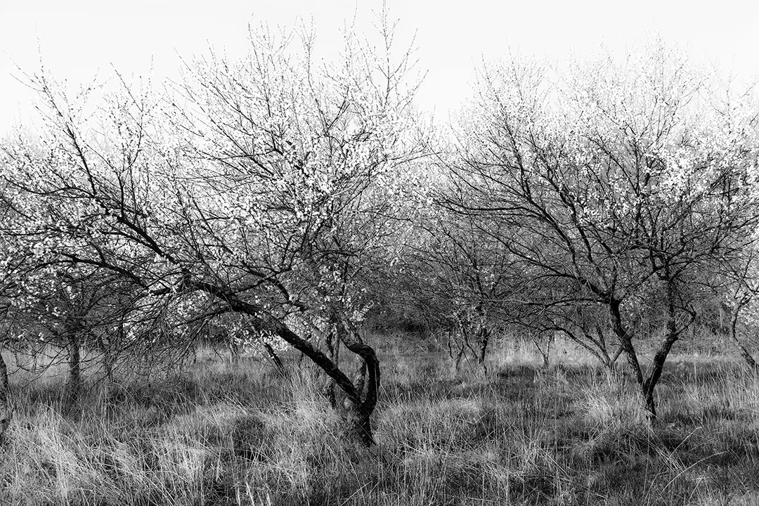 Bloomingtrees 1 B&W