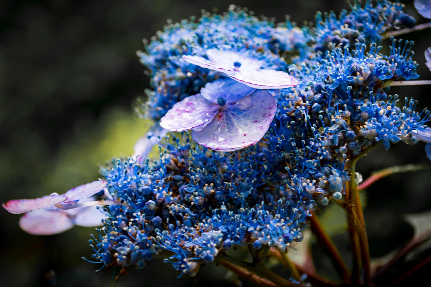 Nocaphydrangea 1