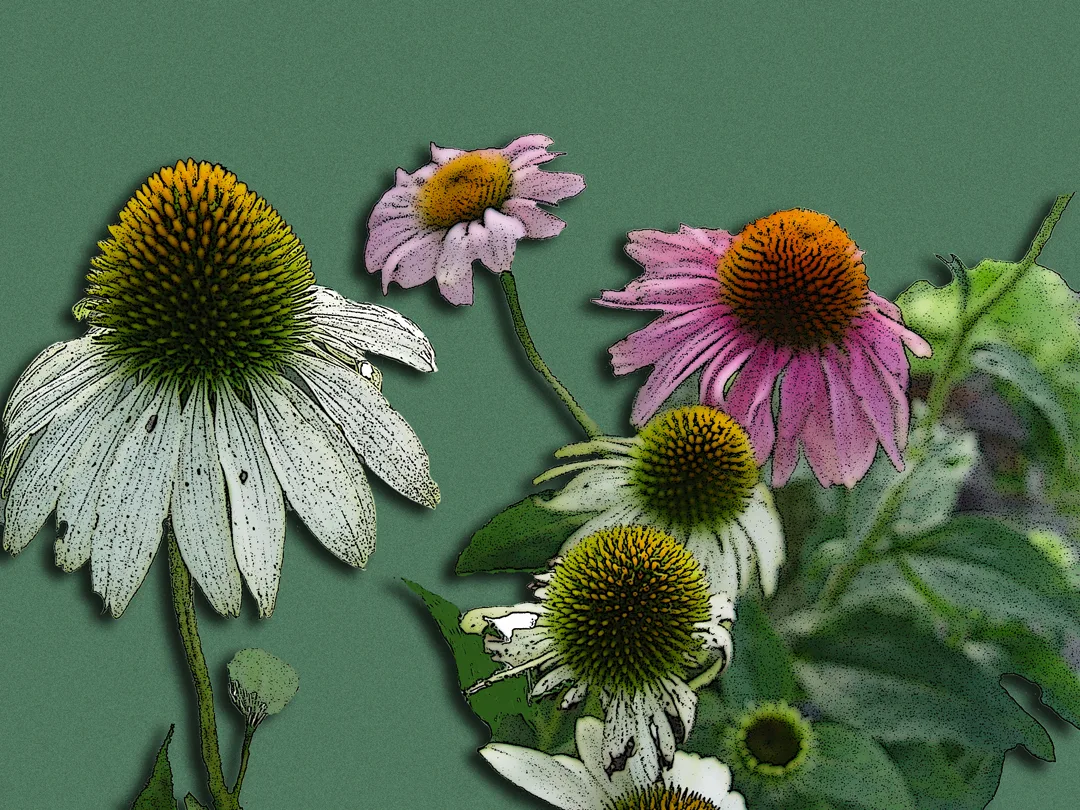 Echinacea