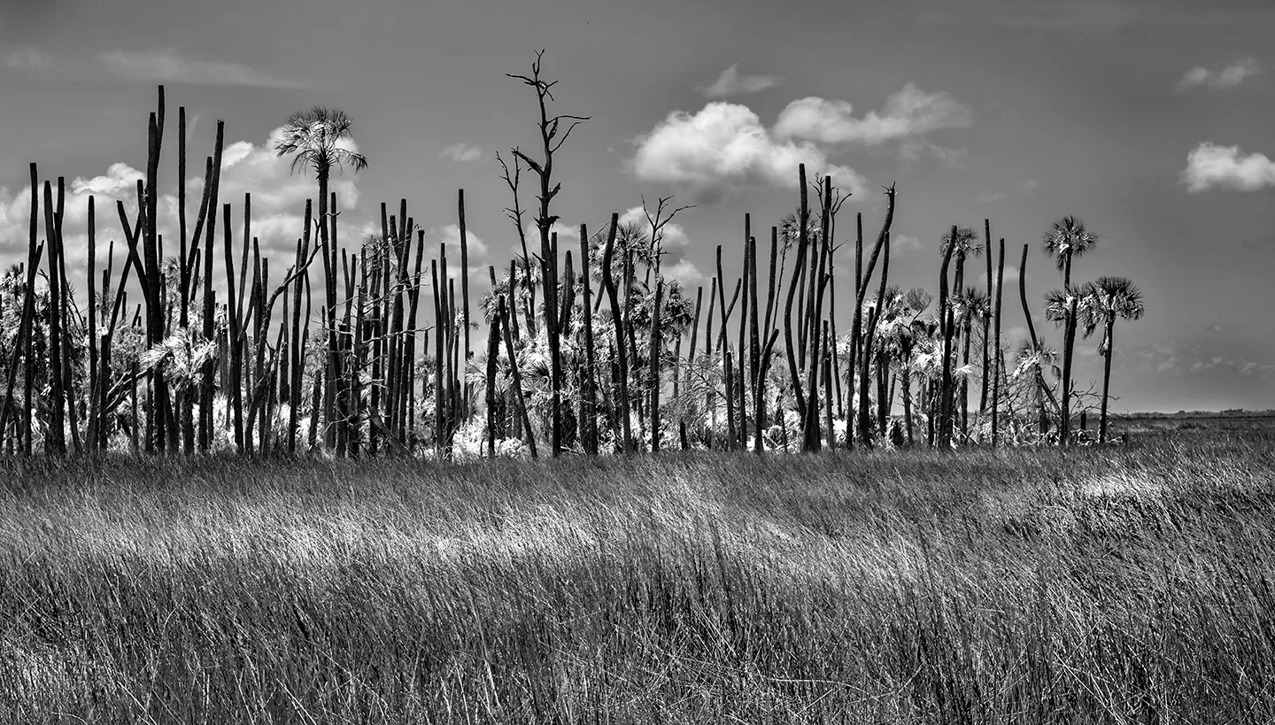 Cedarkey 6 B&W
