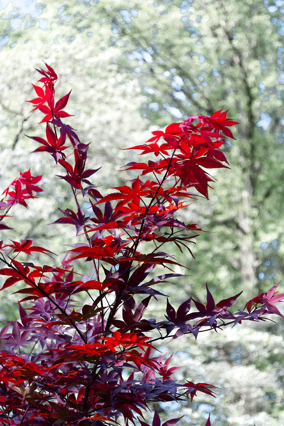 Japanesemaple 1