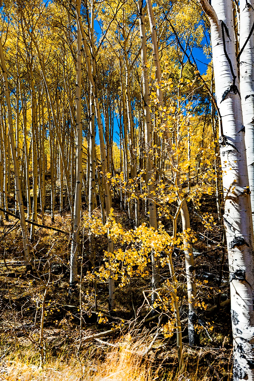 Dixienationalforest 7