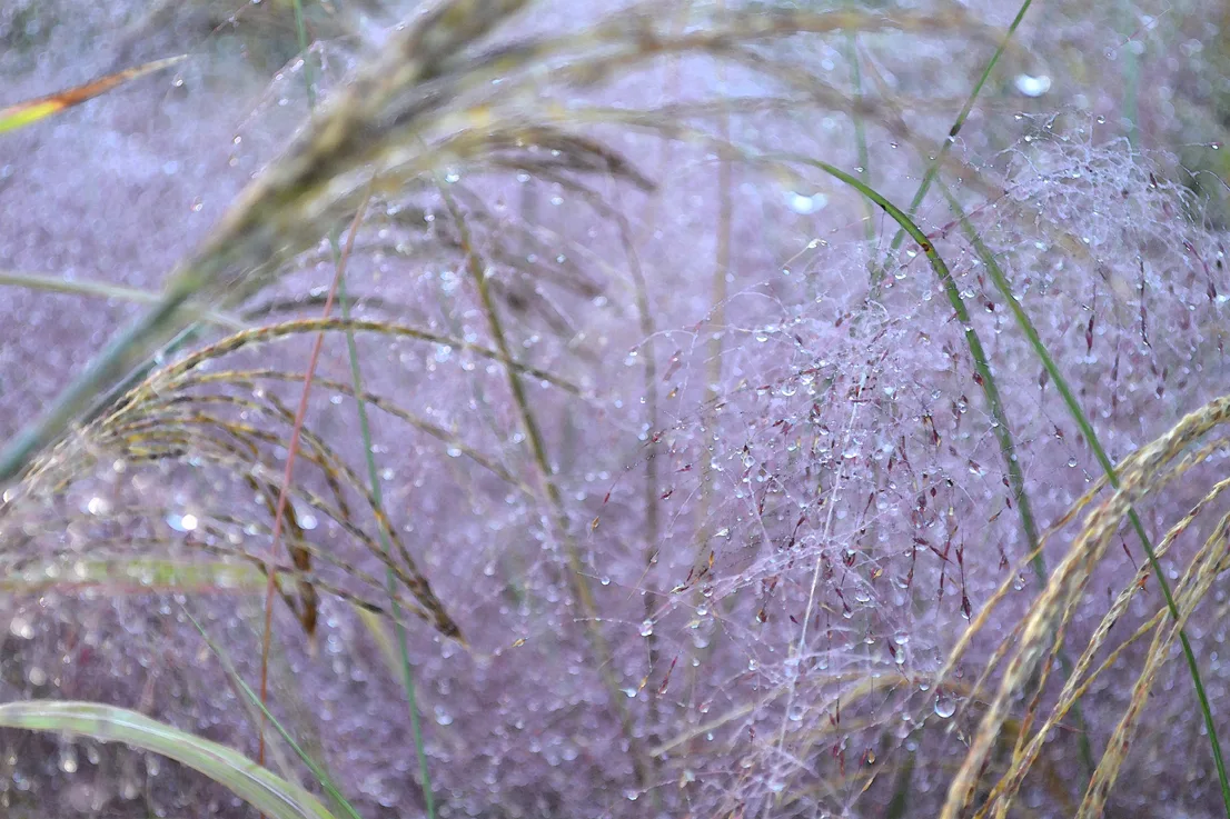 Purple Grass 2