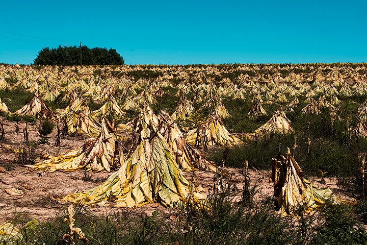 Virginia countryside 15-2