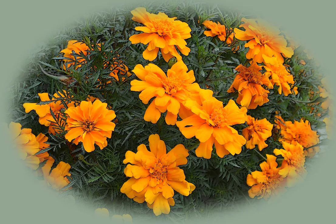 Marigolds