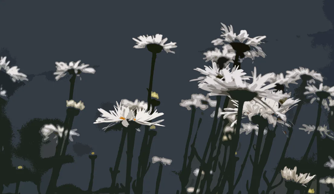 White Daisies Cutout