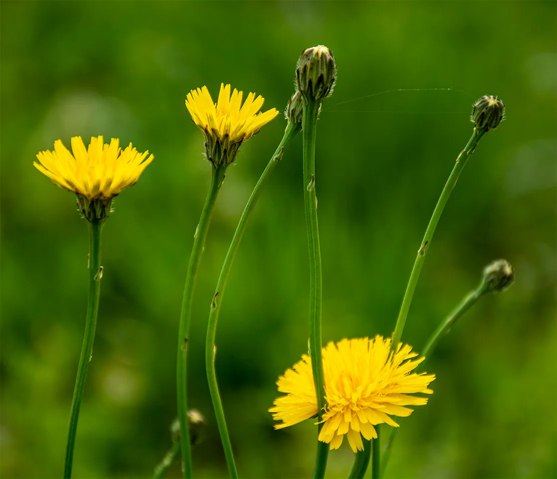 Dandelions 2