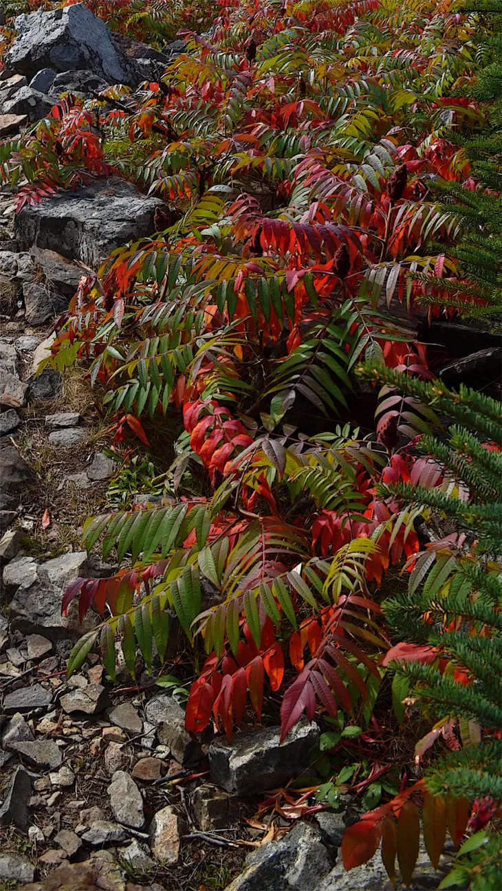 Acadia Shore Fall 1-15