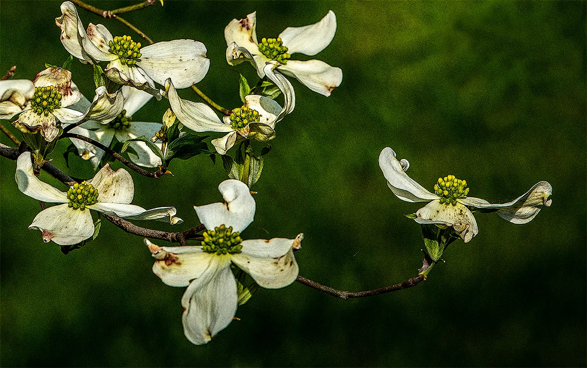 Dogwood 4