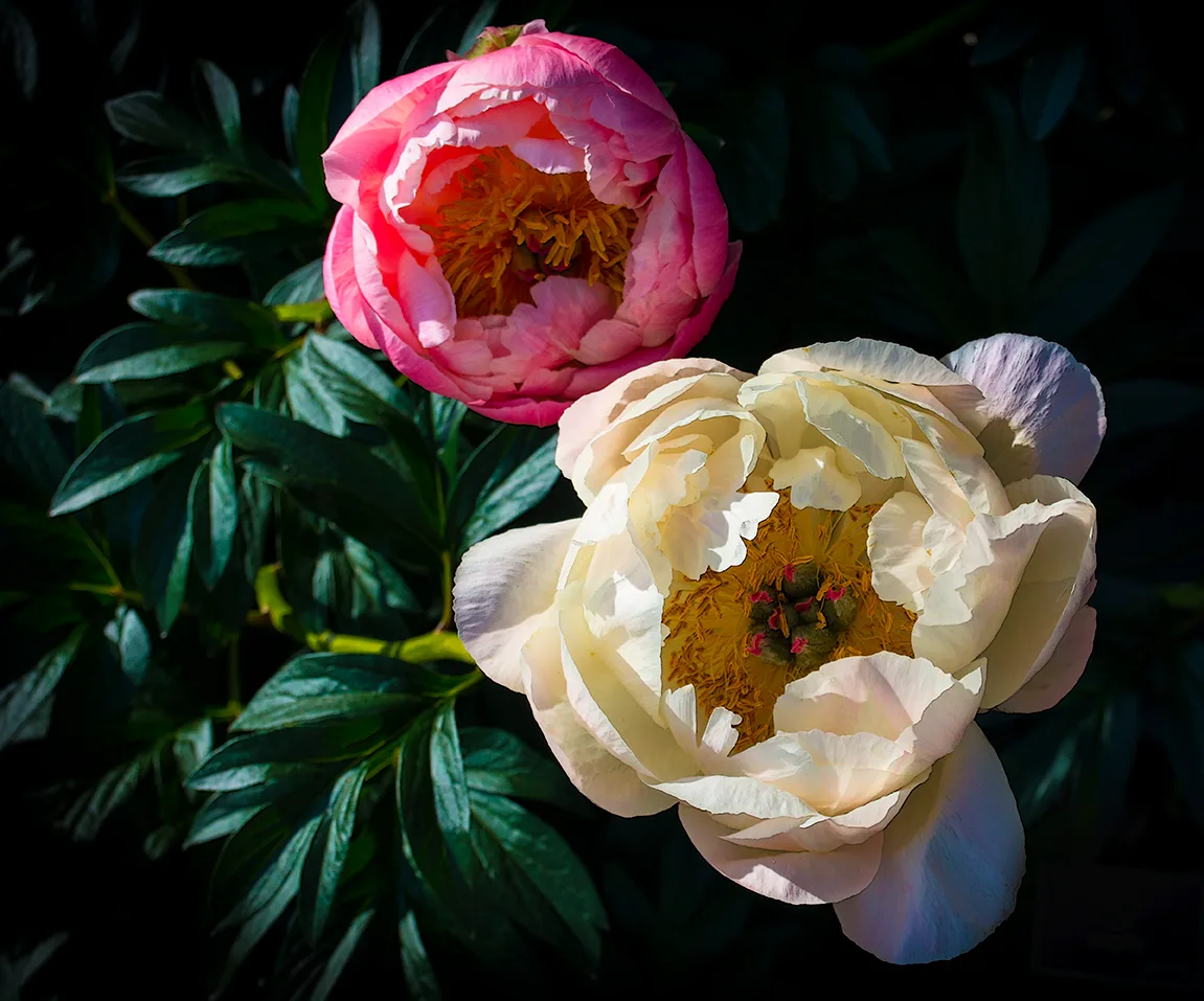 Peony 1