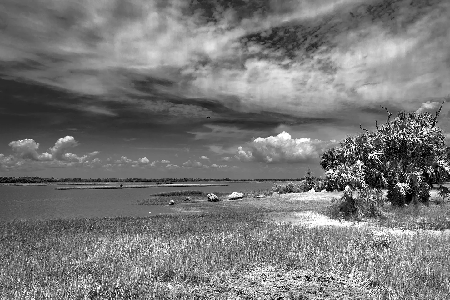 Cedarkey 11 B&W