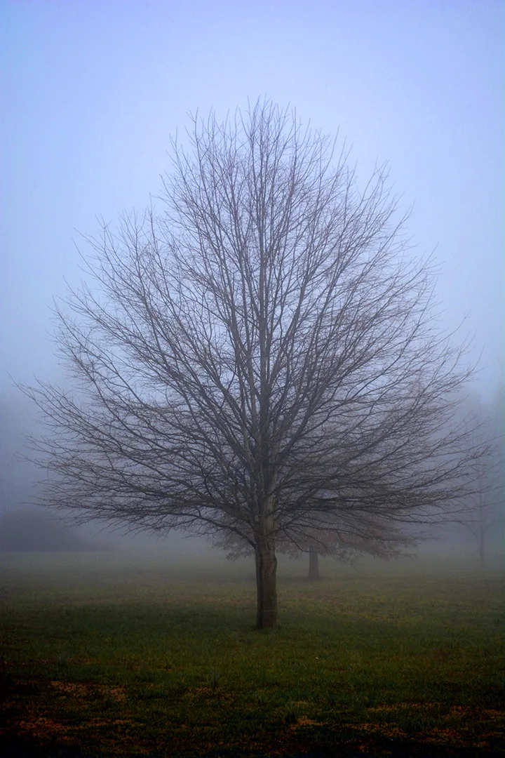 2015 Tree Fog