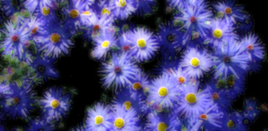 Purple Chrysanthamums Underpaint