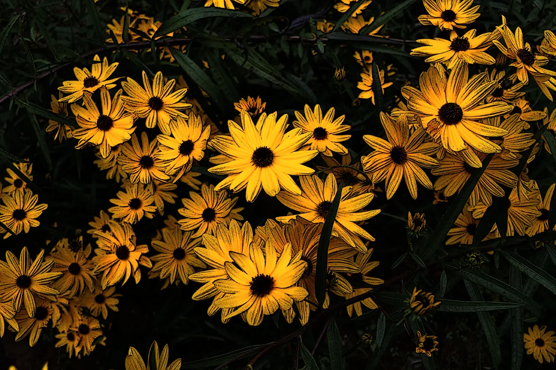 Yellow Flowers Poster