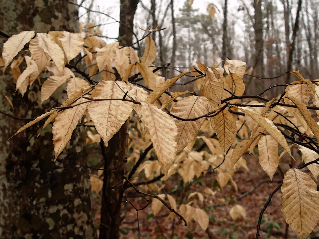 Leaves Brown